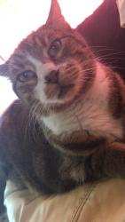 Lost Female Cat last seen Near w 3rd st, Sanford, FL 32771