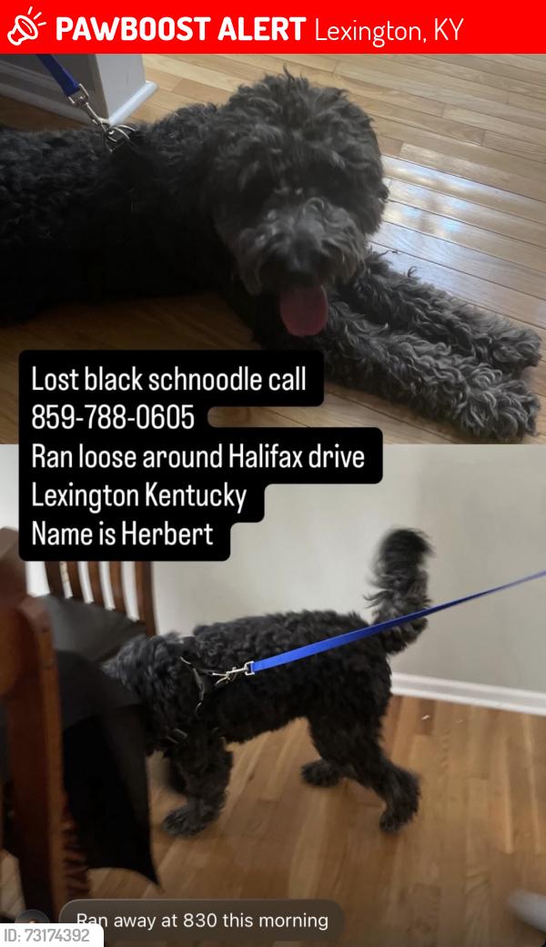 Lost Male Dog last seen Halifax Drive, Lexington, KY 40503