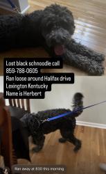Lost Male Dog last seen Halifax Drive, Lexington, KY 40503