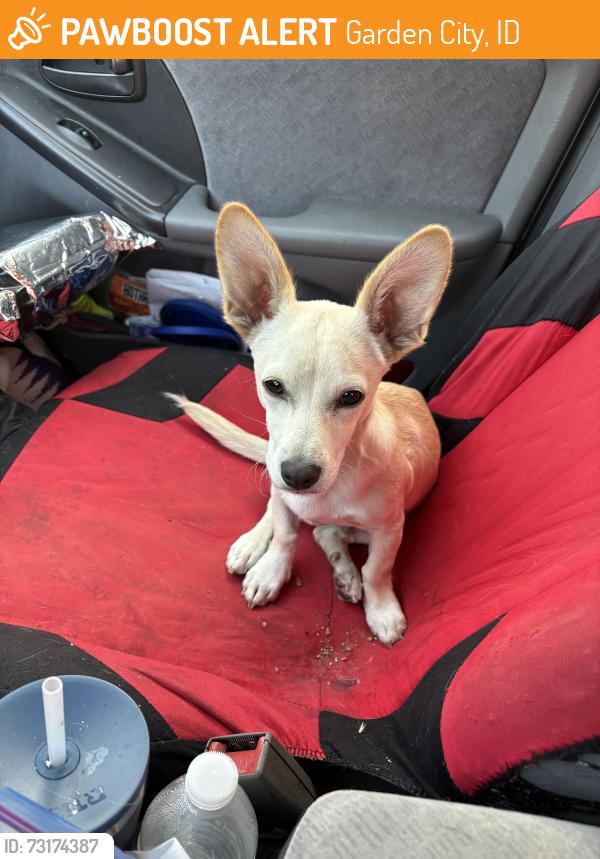 Found/Stray Male Dog last seen 44th st and chinden garden city, Garden City, ID 83714