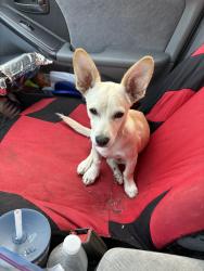 Found/Stray Male Dog last seen 44th st and chinden garden city, Garden City, ID 83714
