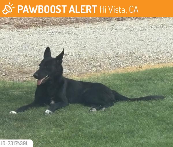 Found/Stray Unknown Dog last seen Lancaster Blvd and 50th St E, Hi Vista, CA 93535