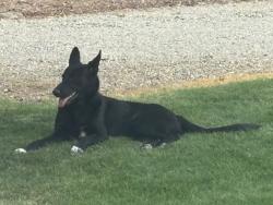 Found/Stray Unknown Dog last seen Lancaster Blvd and 50th St E, Hi Vista, CA 93535