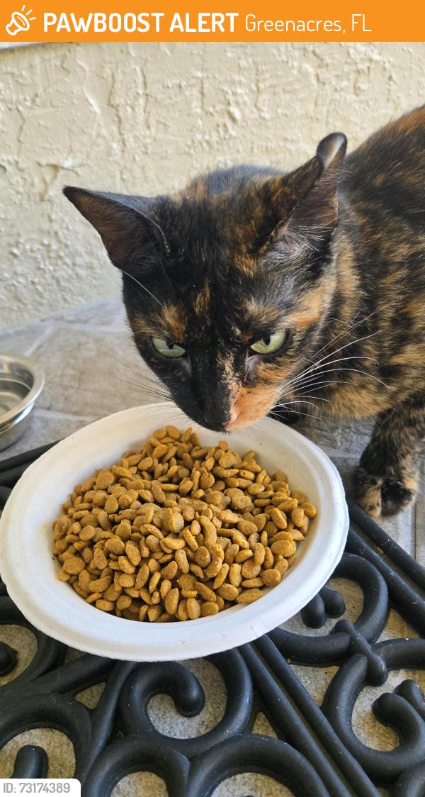 Found/Stray Unknown Cat last seen Hypoluxo and Jog, Greenacres, FL 33463