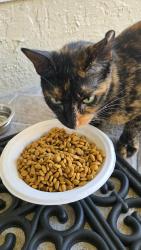 Found/Stray Unknown Cat last seen Hypoluxo and Jog, Greenacres, FL 33463