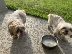 Reunited Unknown Dog last seen Near Sunset Green Ct., Cypress, TX 77429