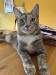 Reunited Female Cat last seen Frisbee memorial hosp, Rochester, NH 03867