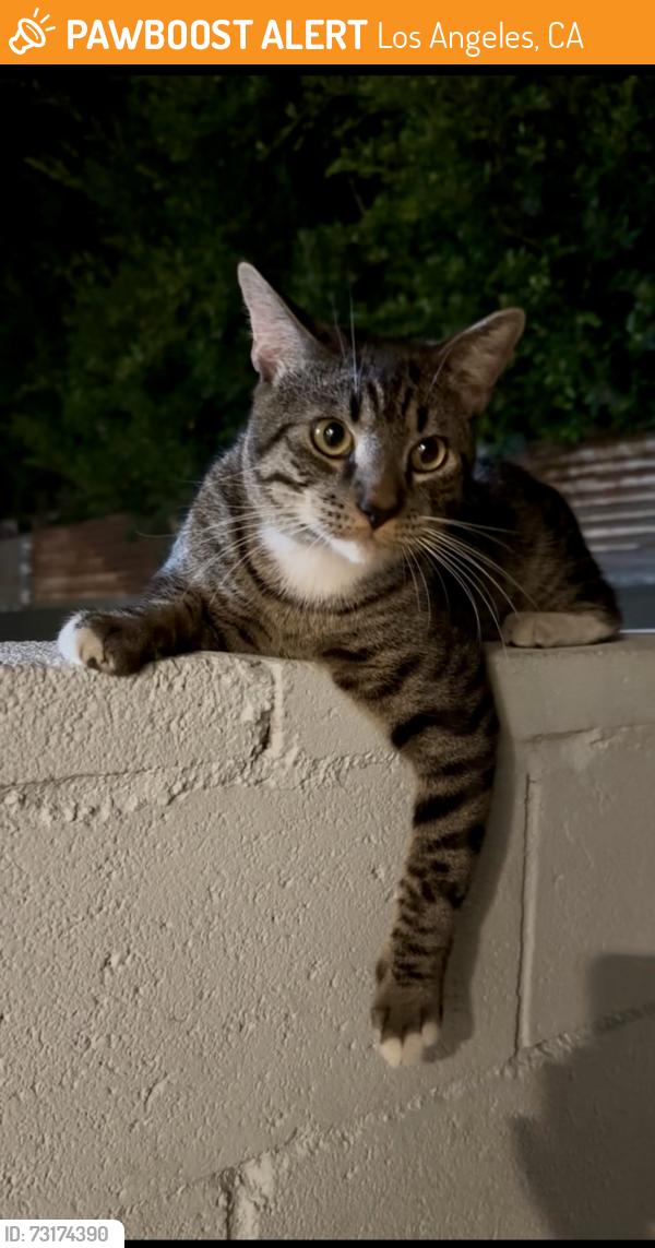 Found/Stray Male Cat last seen Near S Slauson Ave culver city ca, Los Angeles, CA 90230