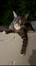 Found/Stray Male Cat last seen Near S Slauson Ave culver city ca, Los Angeles, CA 90230