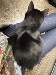 Reunited Female Cat last seen Coca Cola factory in SE, Portland, OR 97232