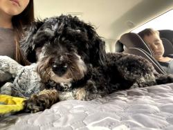 Lost Female Dog last seen Camp Williams, near quarry, Eagle Mountain, UT 84005