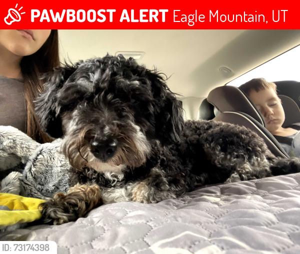 Lost Female Dog last seen Camp Williams, near quarry, Eagle Mountain, UT 84005