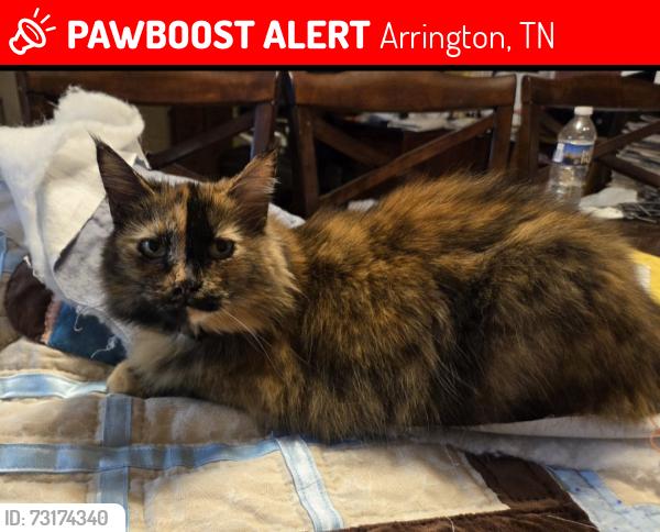 Lost Female Cat last seen Osburn Rd and Nolensville Rd, Arrington, TN 37014