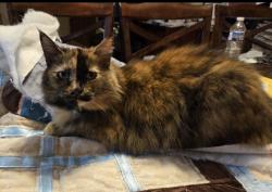 Lost Female Cat last seen Osburn Rd and Nolensville Rd, Arrington, TN 37014