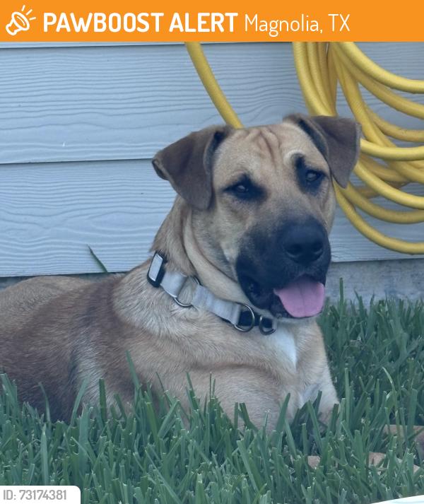 Found/Stray Male Dog last seen unknown, Magnolia, TX 77355