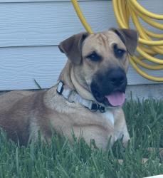 Found/Stray Male Dog last seen unknown, Magnolia, TX 77355