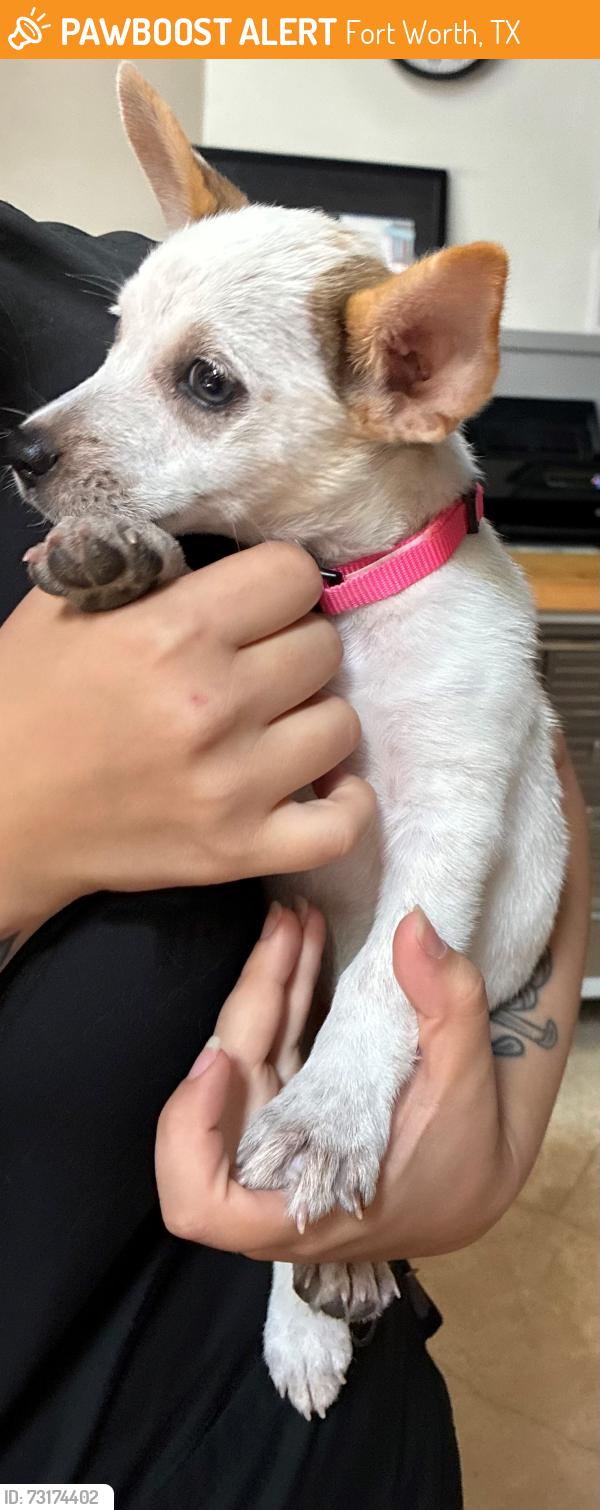 Found/Stray Female Dog last seen riverside drive and beach street fort worth, Fort Worth, TX 76111