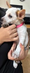 Found/Stray Female Dog last seen riverside drive and beach street fort worth, Fort Worth, TX 76111