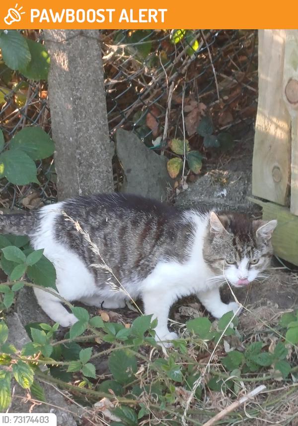 Found/Stray Unknown Cat last seen Roaming highfield Crescent by shop, Aberbargoed, Wales CF81 9DX