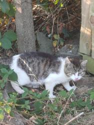 Found/Stray Unknown Cat last seen Roaming highfield Crescent by shop, Aberbargoed, Wales CF81 9DX