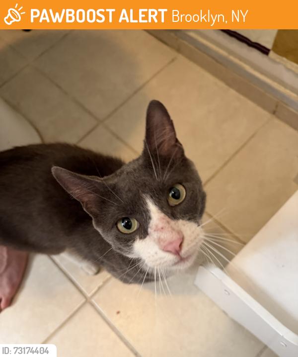 Found/Stray Male Cat last seen Classon and Gates, Brooklyn, NY 11238