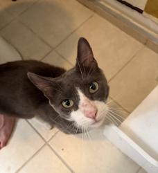 Found/Stray Male Cat last seen Classon and Gates, Brooklyn, NY 11238