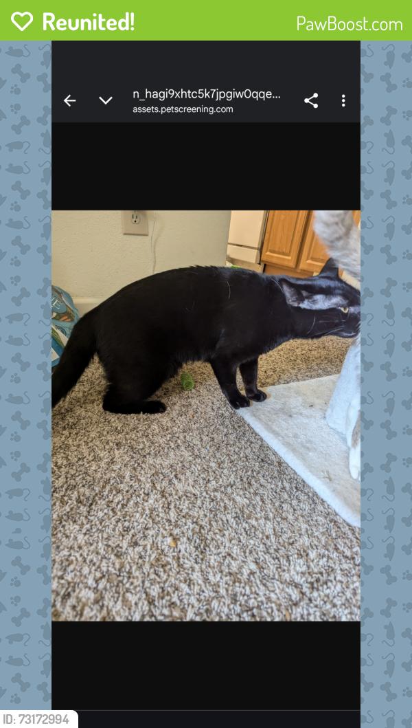 Reunited Male Cat last seen Gleenwood autumn ridge apartments, Raleigh, NC 27612