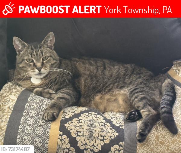Lost Male Cat last seen Governors Place at Waterford, Waterford apmts, York Township, PA 17402