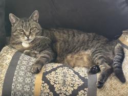 Lost Male Cat last seen Governors Place at Waterford, Waterford apmts, York Township, PA 17402