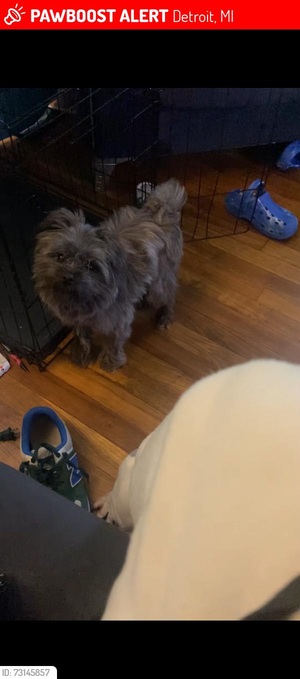 Lost Male Dog last seen Evergreen and Tireman, Detroit, MI 48223