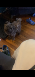 Lost Male Dog last seen Evergreen and Tireman, Detroit, MI 48223