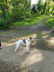 Lost Male Dog last seen Arkwright Drive RG42 1FX, Binfield, England RG42 1FX