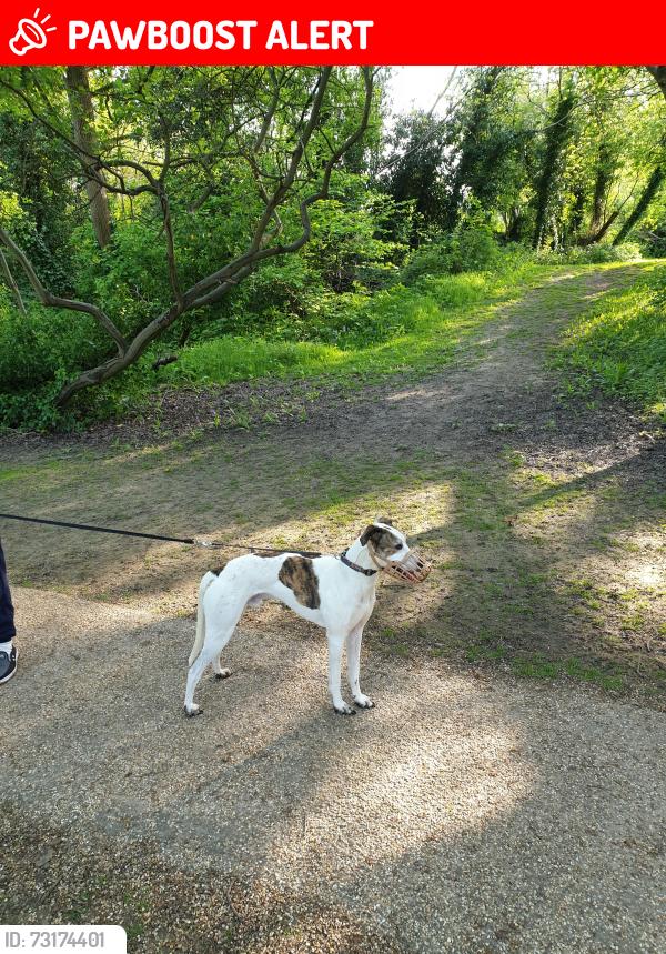 Lost Male Dog last seen Arkwright Drive RG42 1FX, Binfield, England RG42 1FX