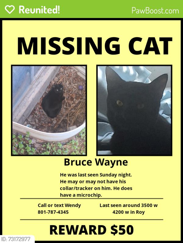 Reunited Male Cat last seen Near W Roy Utah, Roy, UT 84067
