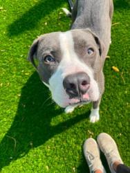 Shelter Stray Male Dog last seen Near Bakbury ct, 21217, MD, 2490 Giles Rd, Baltimore, MD 21225, USA