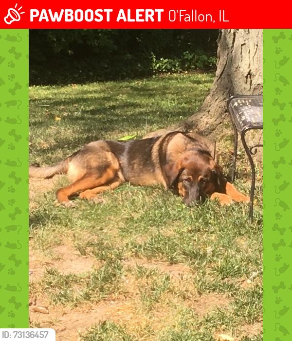 Lost Male Dog last seen Matthew Drive and Princeton Drive 62269, O'Fallon, IL 62269