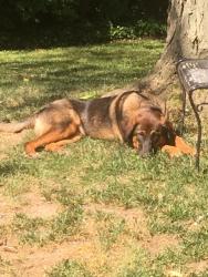 Lost Male Dog last seen Matthew Drive and Princeton Drive 62269, O'Fallon, IL 62269