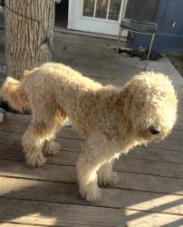 Lost Male Dog last seen Near FM 1185 Lockhart, TX 78644 United States, Caldwell County, TX 78616