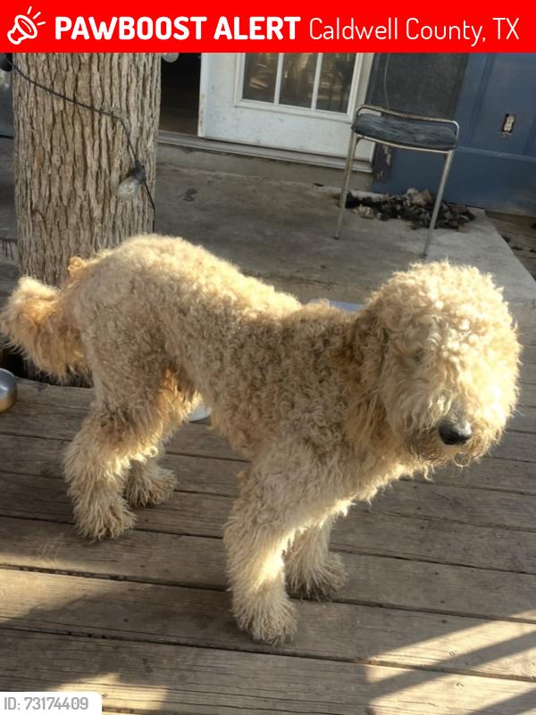 Lost Male Dog last seen Near FM 1185 Lockhart, TX 78644 United States, Caldwell County, TX 78616