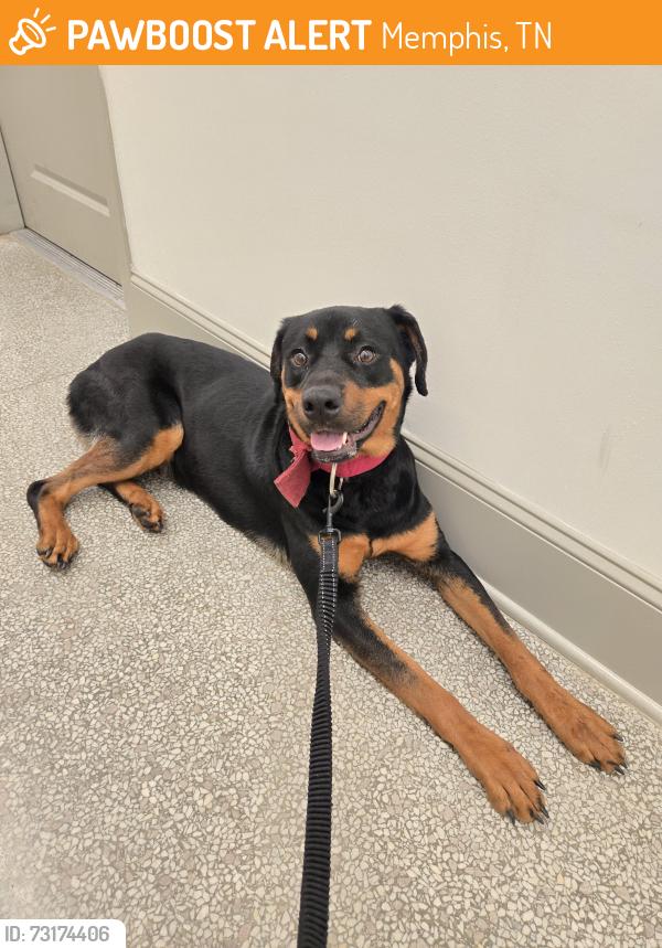Found/Stray Female Dog last seen S Lauderdale St and Madison Ave, Memphis, TN 38103
