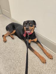 Found/Stray Female Dog last seen S Lauderdale St and Madison Ave, Memphis, TN 38103