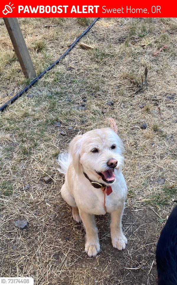 Lost Female Dog last seen Berlin and McDowell, Sweet Home, OR 97386