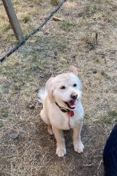 Lost Female Dog last seen Berlin and McDowell, Sweet Home, OR 97386