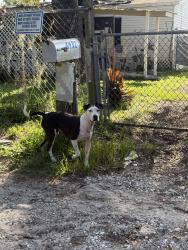Found/Stray Male Dog last seen Black dairy road seffner, Mango, FL 33584