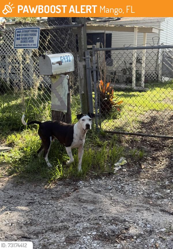 Found/Stray Male Dog last seen Black dairy road seffner, Mango, FL 33584