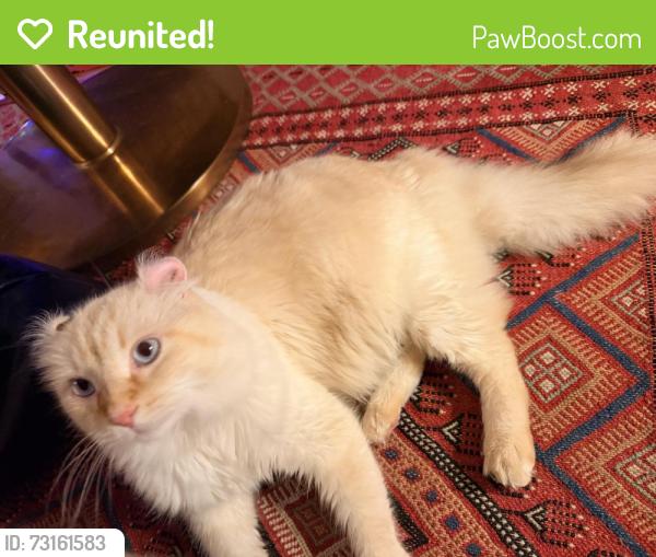 Reunited Male Cat last seen Whitewater Park, Boise, ID 83702