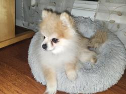 Lost Male Dog last seen Early Fall Court, Herndon, VA 20170