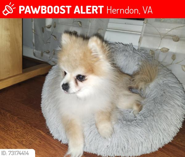 Lost Male Dog last seen Early Fall Court, Herndon, VA 20170