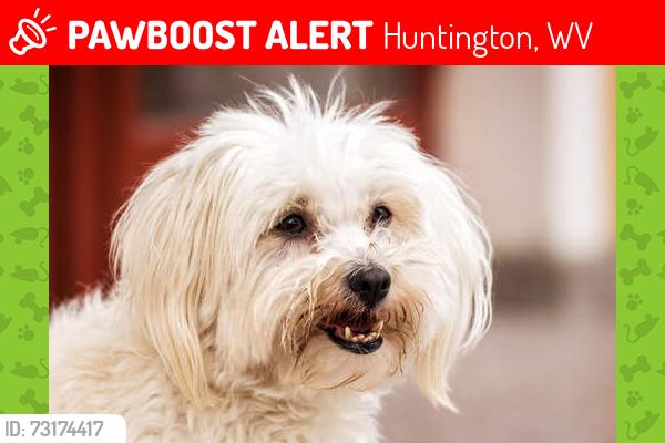 Lost Male Dog last seen Virginia Ave, Huntington, WV 25701