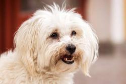 Lost Male Dog last seen Virginia Ave, Huntington, WV 25701